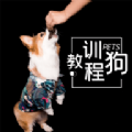 训狗教程大全 v1.0.3