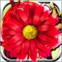 鲜花猫 v6.0