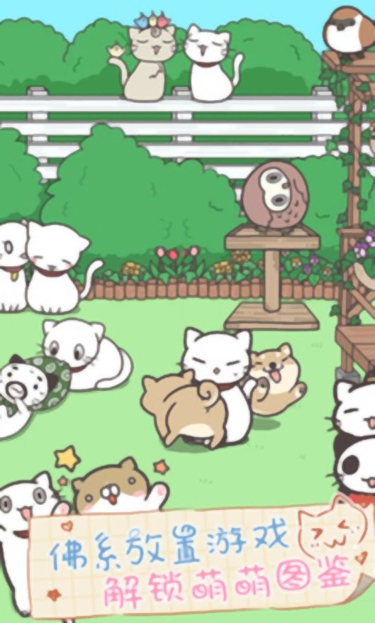猫咪饲养日常截图
