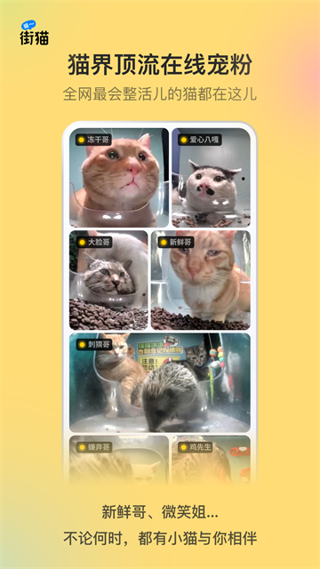 哈啰街猫截图
